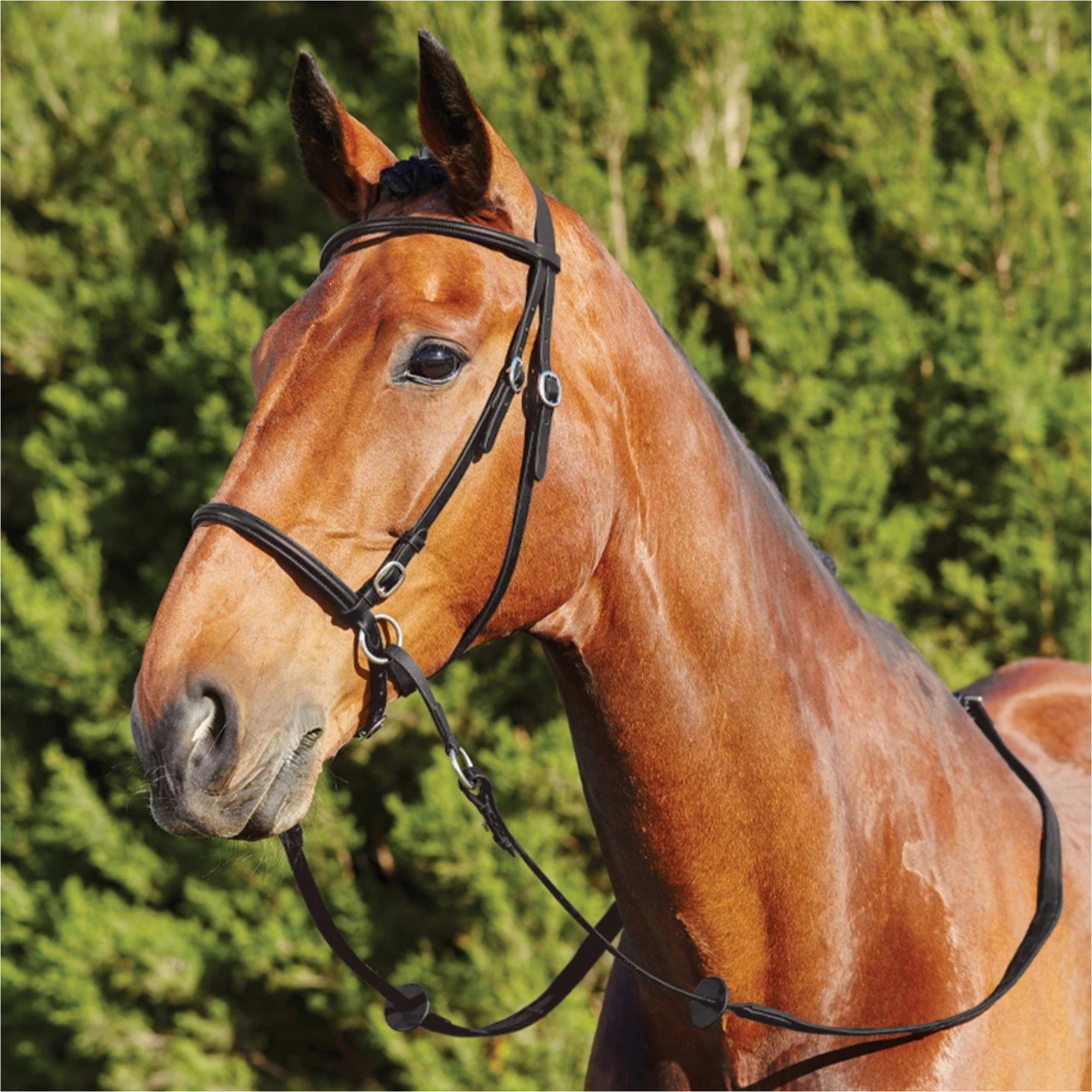2026 Dublin Bitless Bridle 1031493 - Black